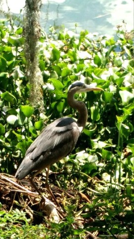 <span style='font-weight:bold;'></span><br />
    <span style='font-size:.8em;color:#9A4F03;'>Just a day at the park.  </span>