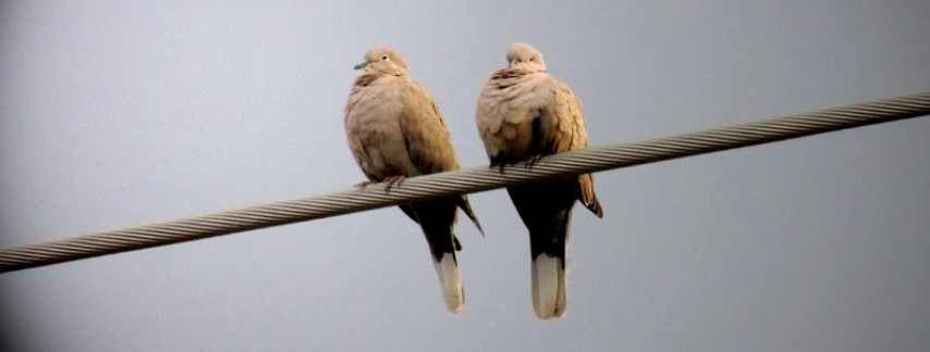 <span style='font-weight:bold;'>Love On The Line</span><br />
    <span style='font-size:.8em;color:#9A4F03;'>Love birds long distance on a electric wire. (400 X telephoto lens)  </span>