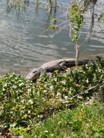 <span style='font-weight:bold;'></span><br />
    <span style='font-size:.8em;color:#9A4F03;'>Just a day at the park.  </span>